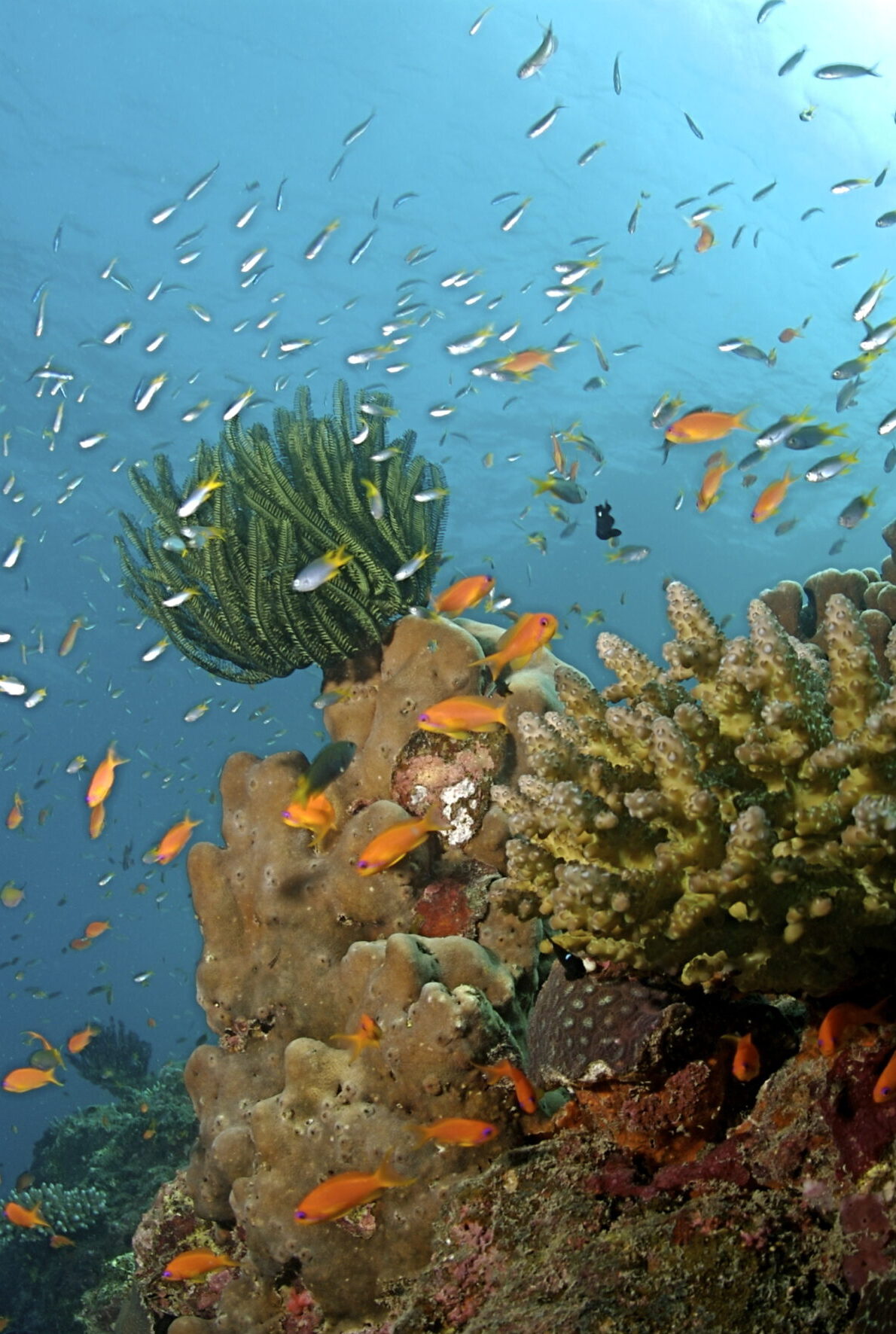 A colorful coral reef, surrounded by fish