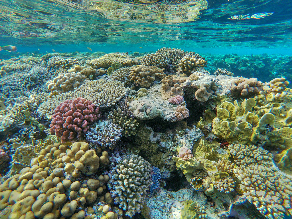 A coral reef with some bleached corals