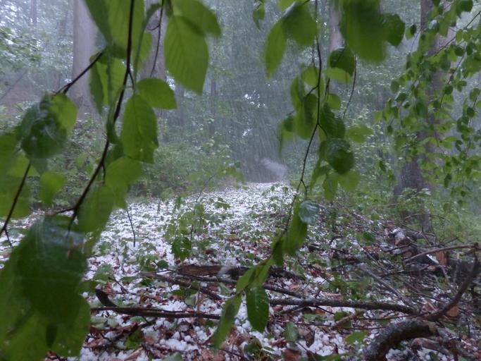 A hailstorm coats a forest view.
