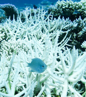 A coral, severely bleached to white