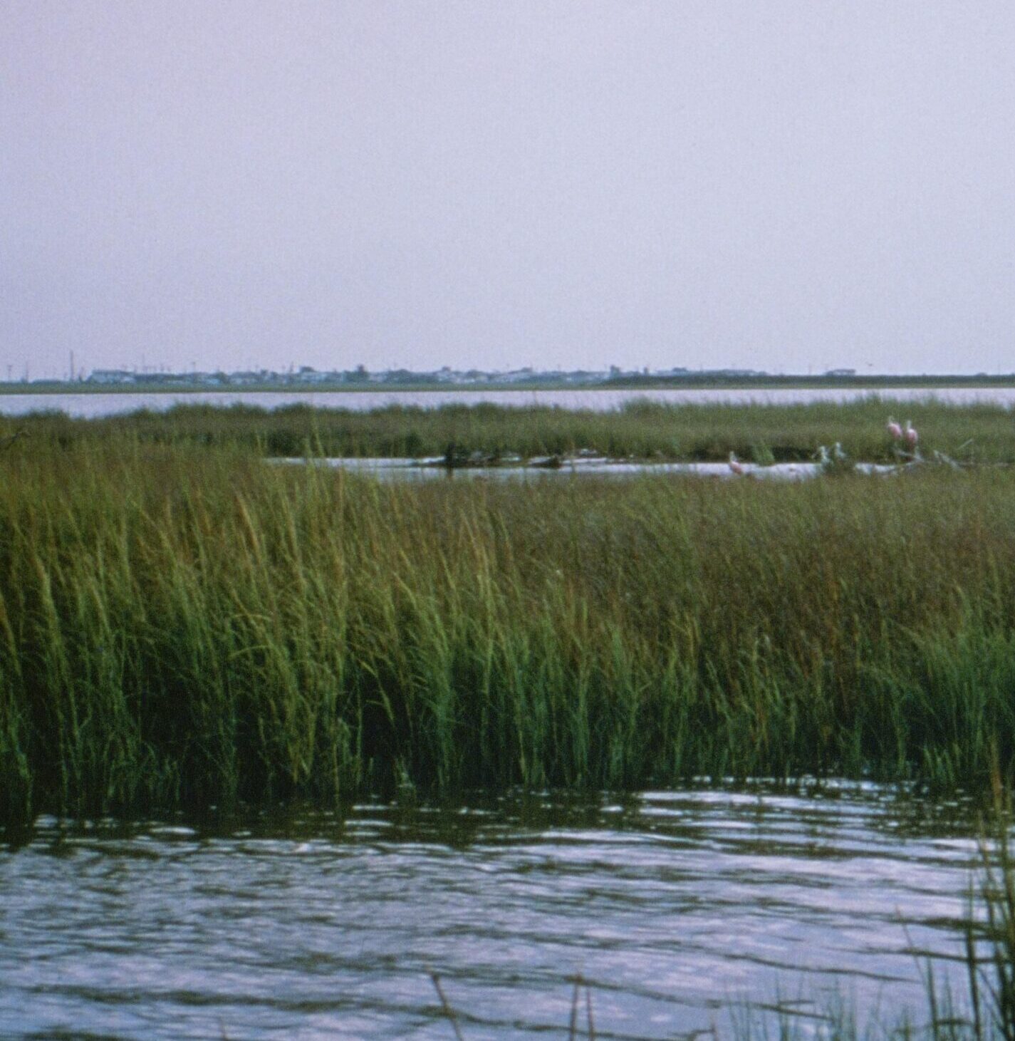 A scene of coastal wetlands