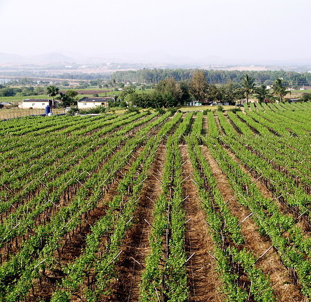 A grape vineyard in Nashik.