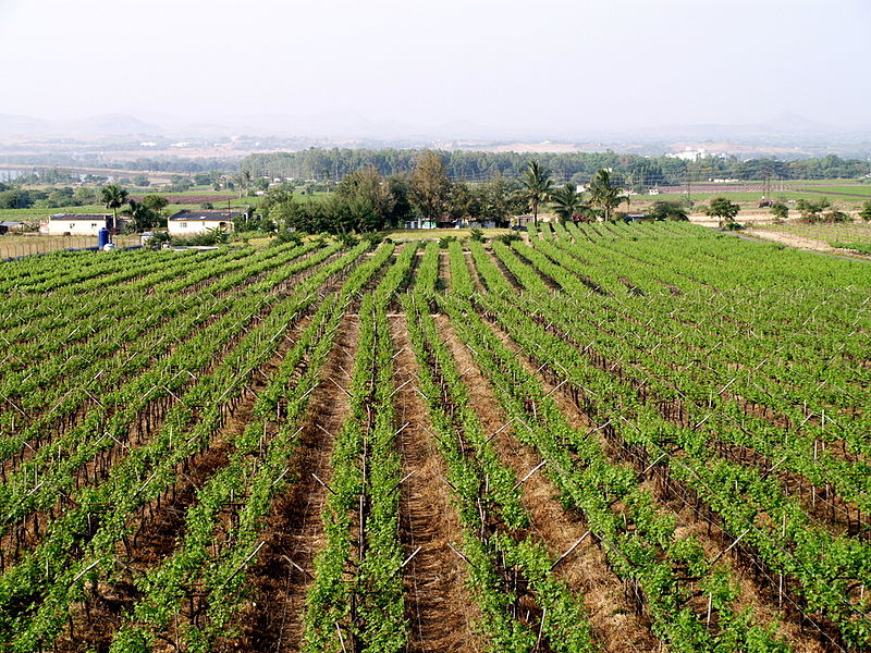 A grape vineyard in Nashik.