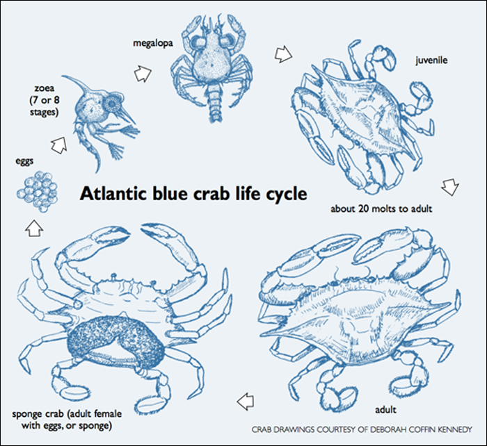 Figure: Blue crabs spend their early larval stages in off-shore water, making them vulnerable to ocean circulation and other highly variable environmental phenomena. (Graphic from Maryland Sea Grant Chesapeake Quarterly, 2012.)